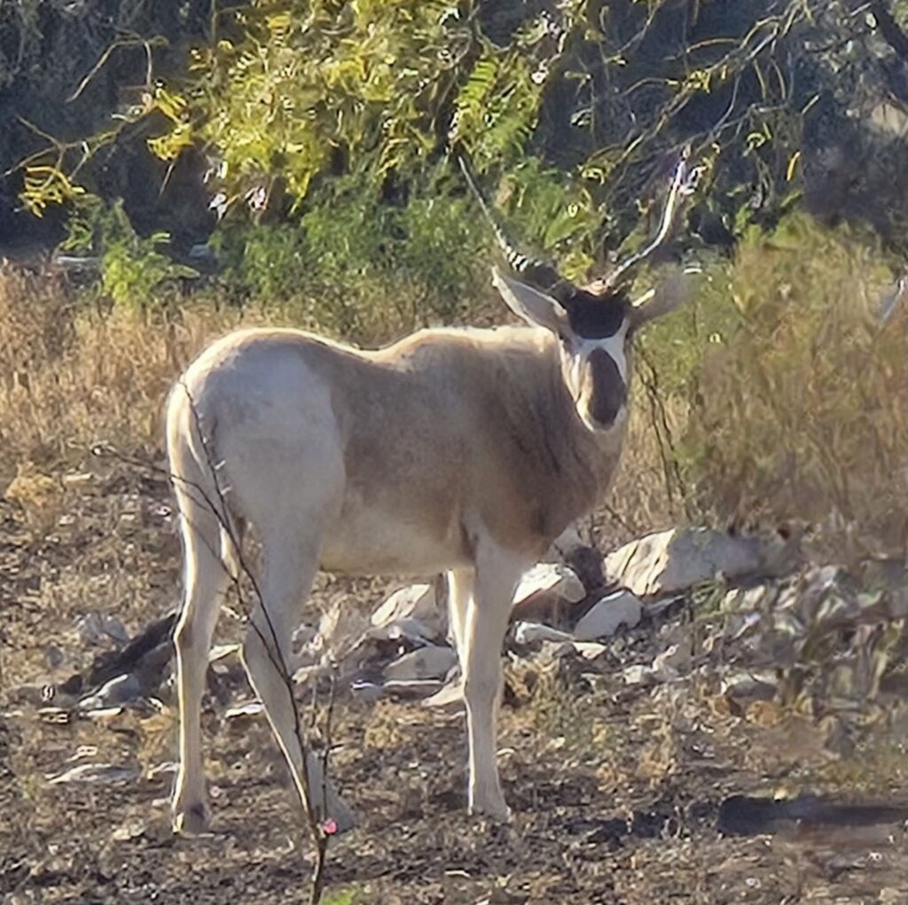 Addax Yearling Bull 1.0