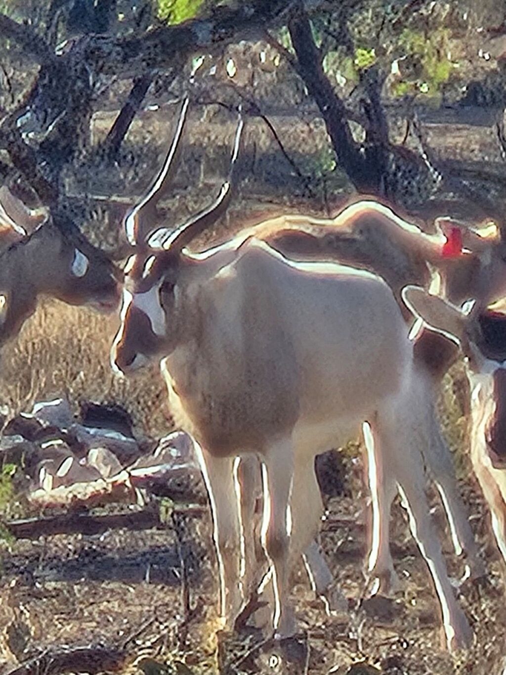 Addax Yearling Heifer 0.1