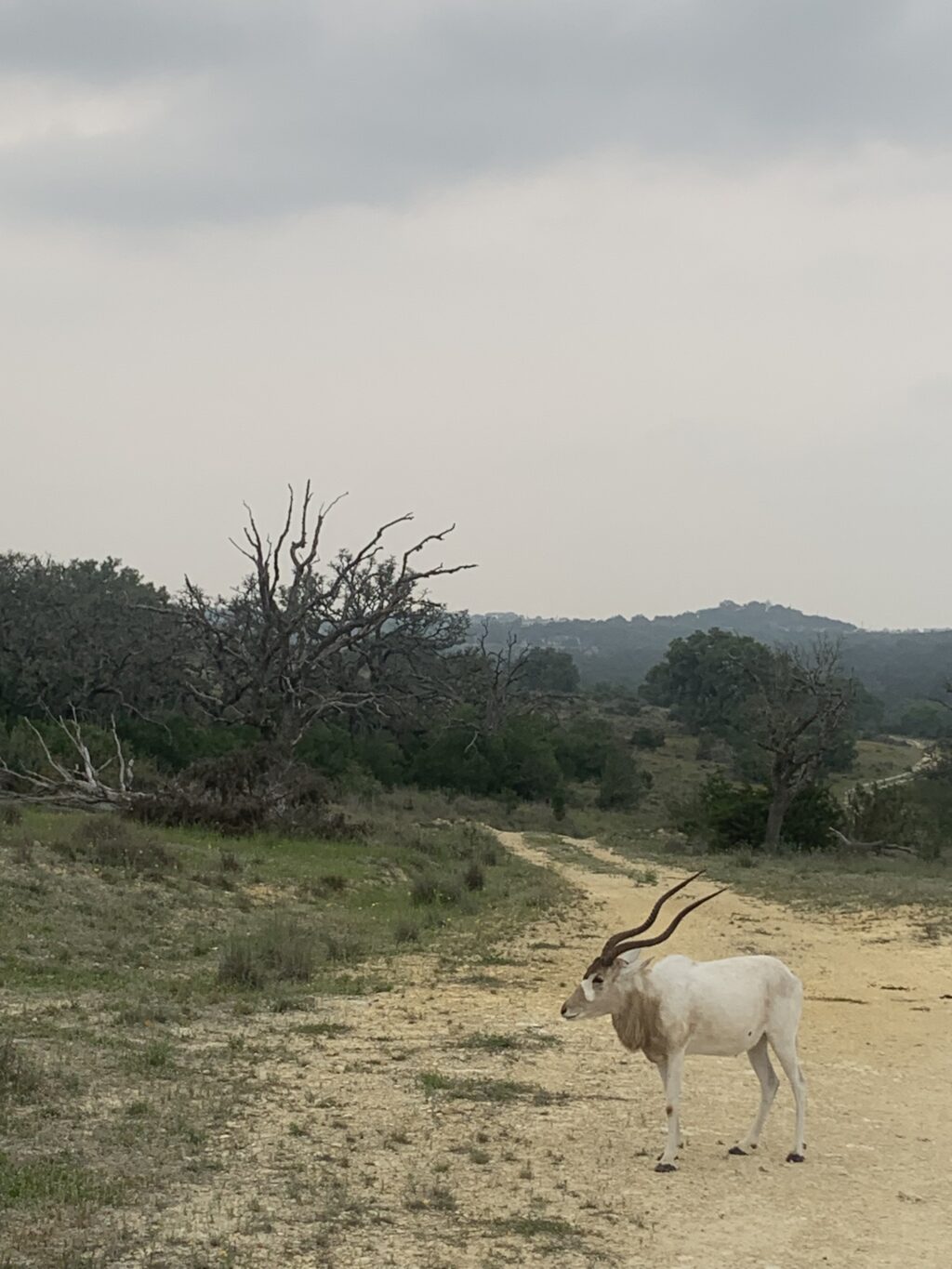 Addax Yearling Bull 1.0  – Born July 2024