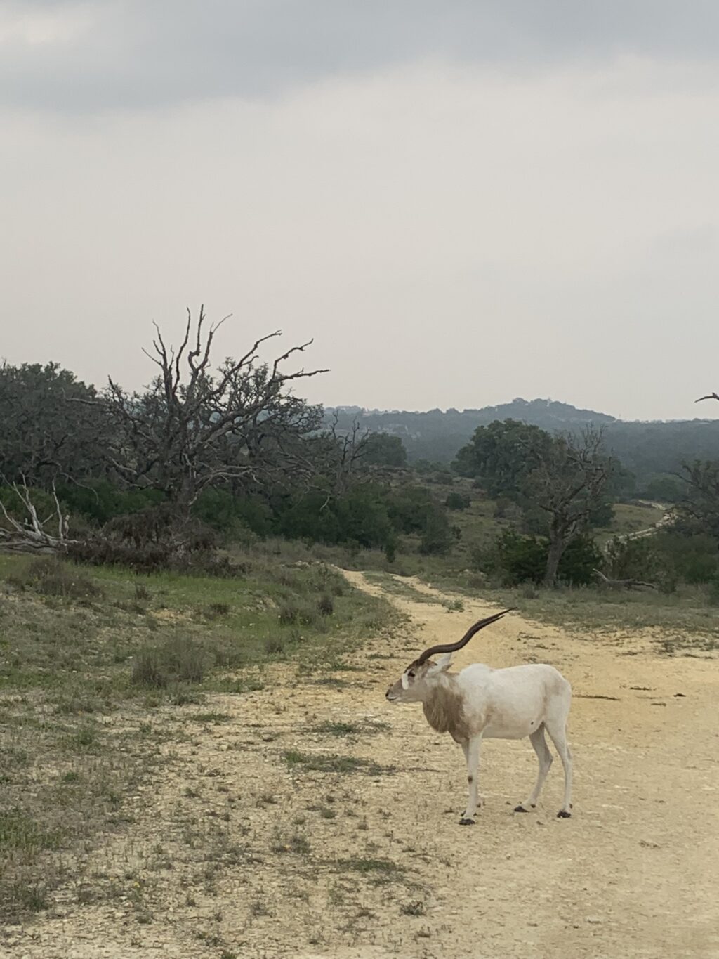 Addax Yearling Bull 1.0  – Born July 2024