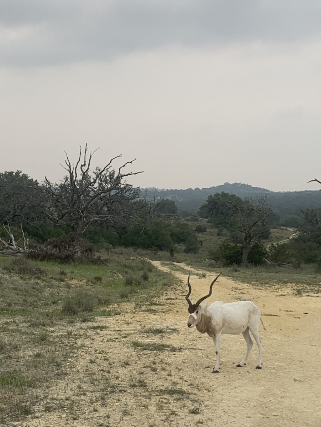 Addax Yearling Bull 1.0  – Born July 2024