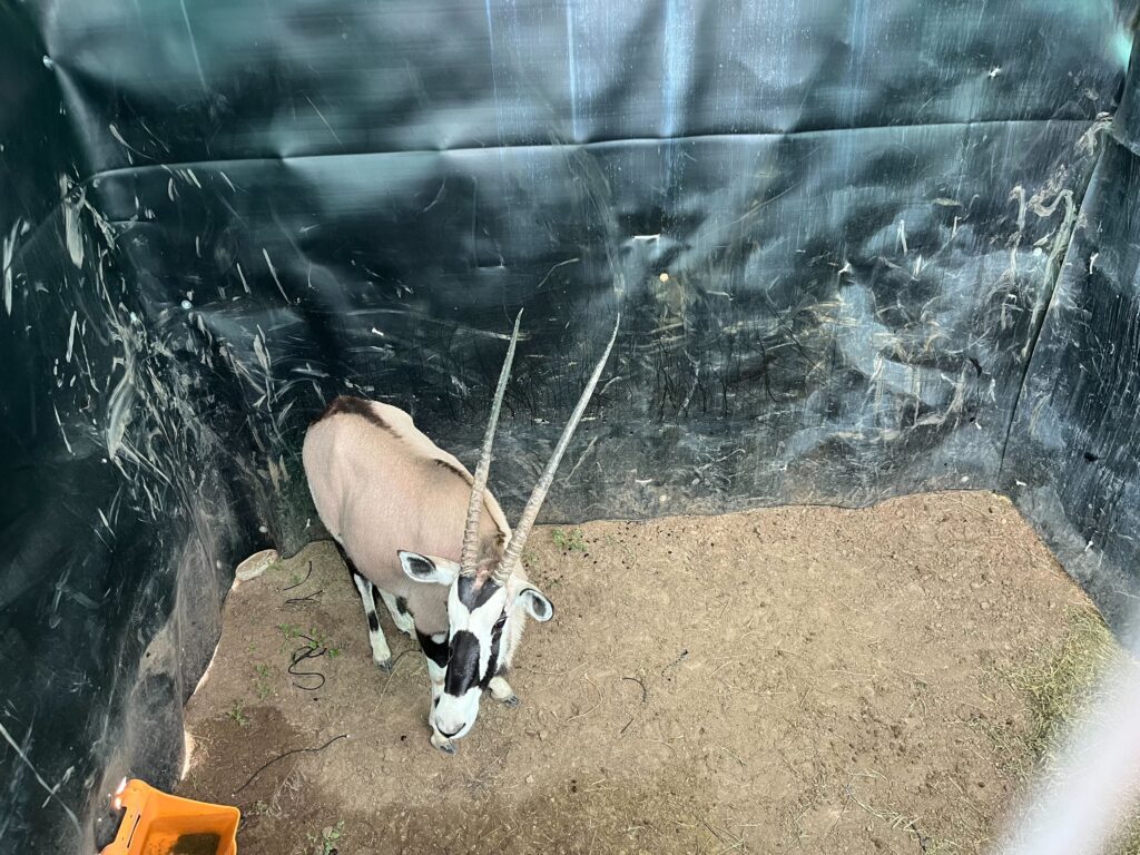 0.1 Gemsbok – Closing Tuesday!