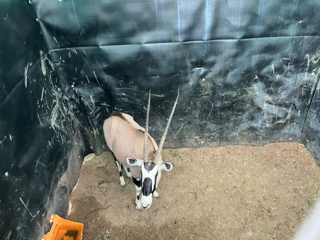 0.1 Gemsbok – Closing Tuesday!