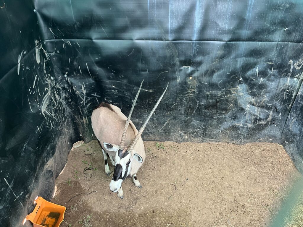 0.1 Gemsbok – Closing Tuesday!
