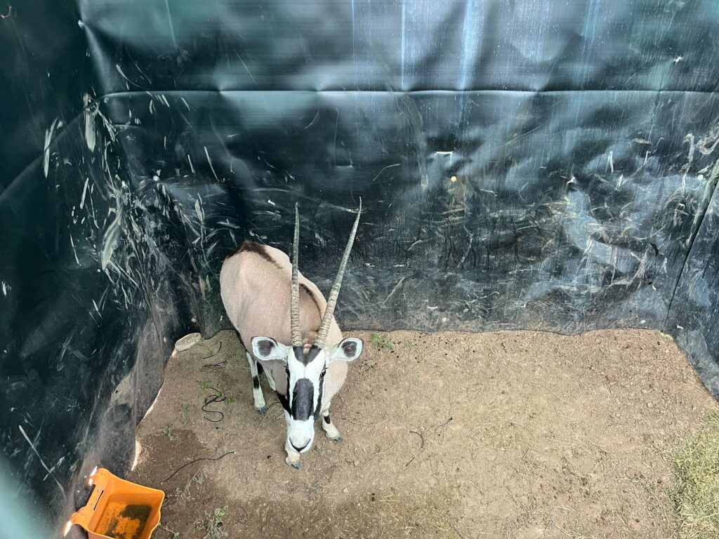 0.1 Gemsbok – Closing Tuesday!