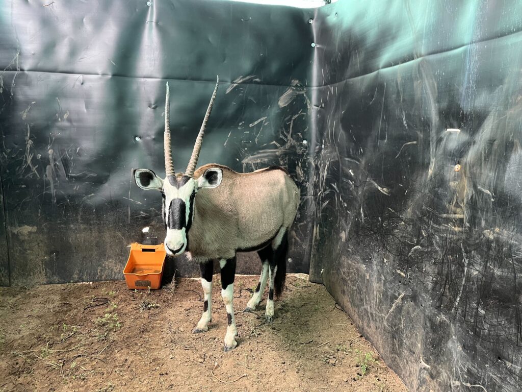 0.1 Gemsbok – Closing Tuesday!