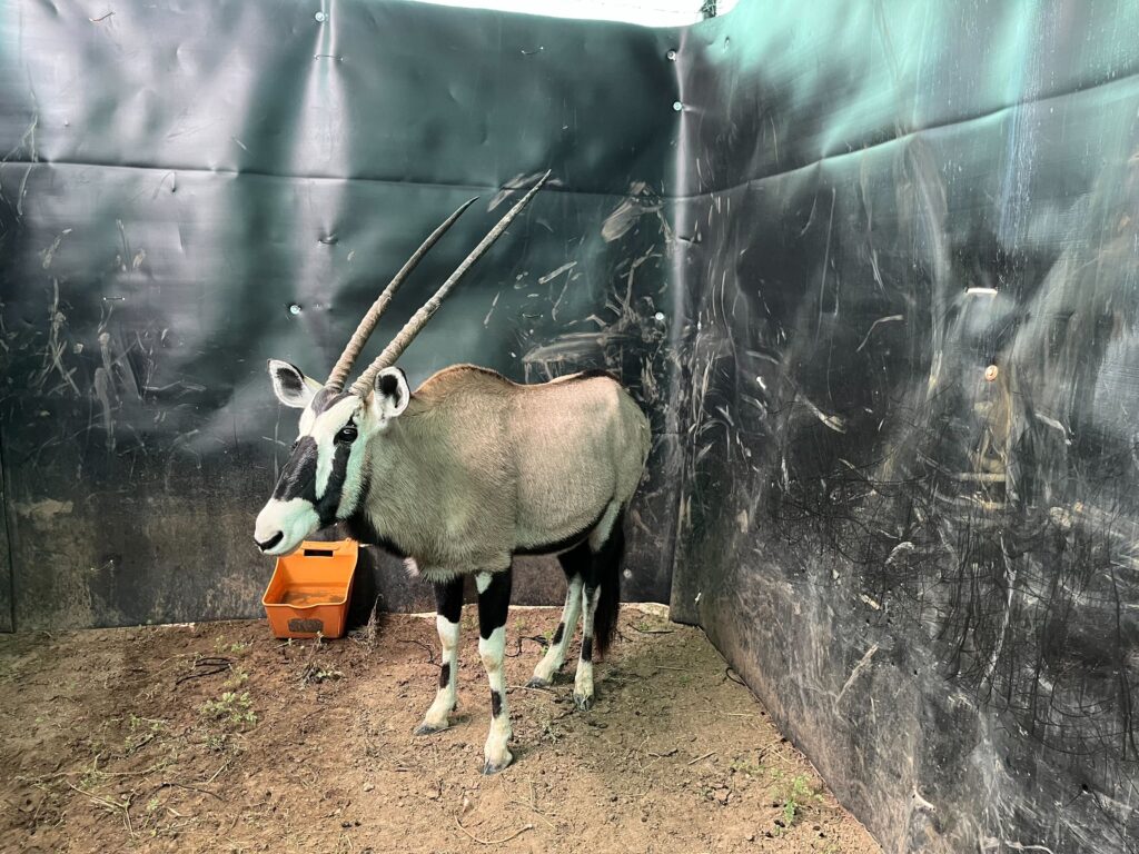 0.1 Gemsbok – Closing Tuesday!