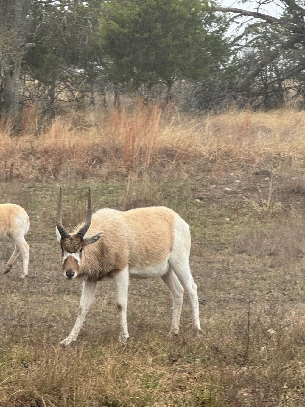 Addax Yearling Bull 1.0  – Born June 2024