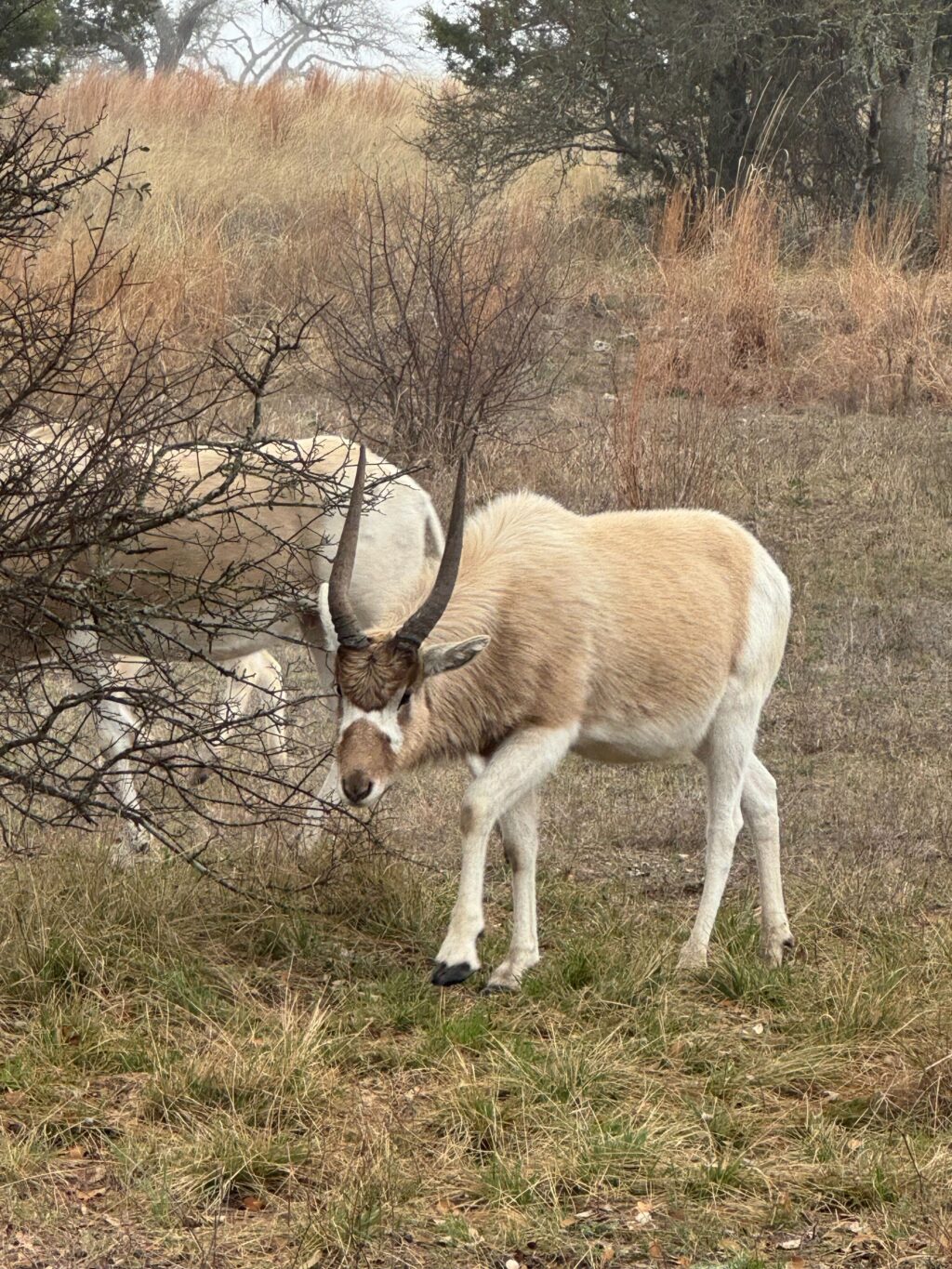 Addax Yearling Bull 1.0  – Born June 2024