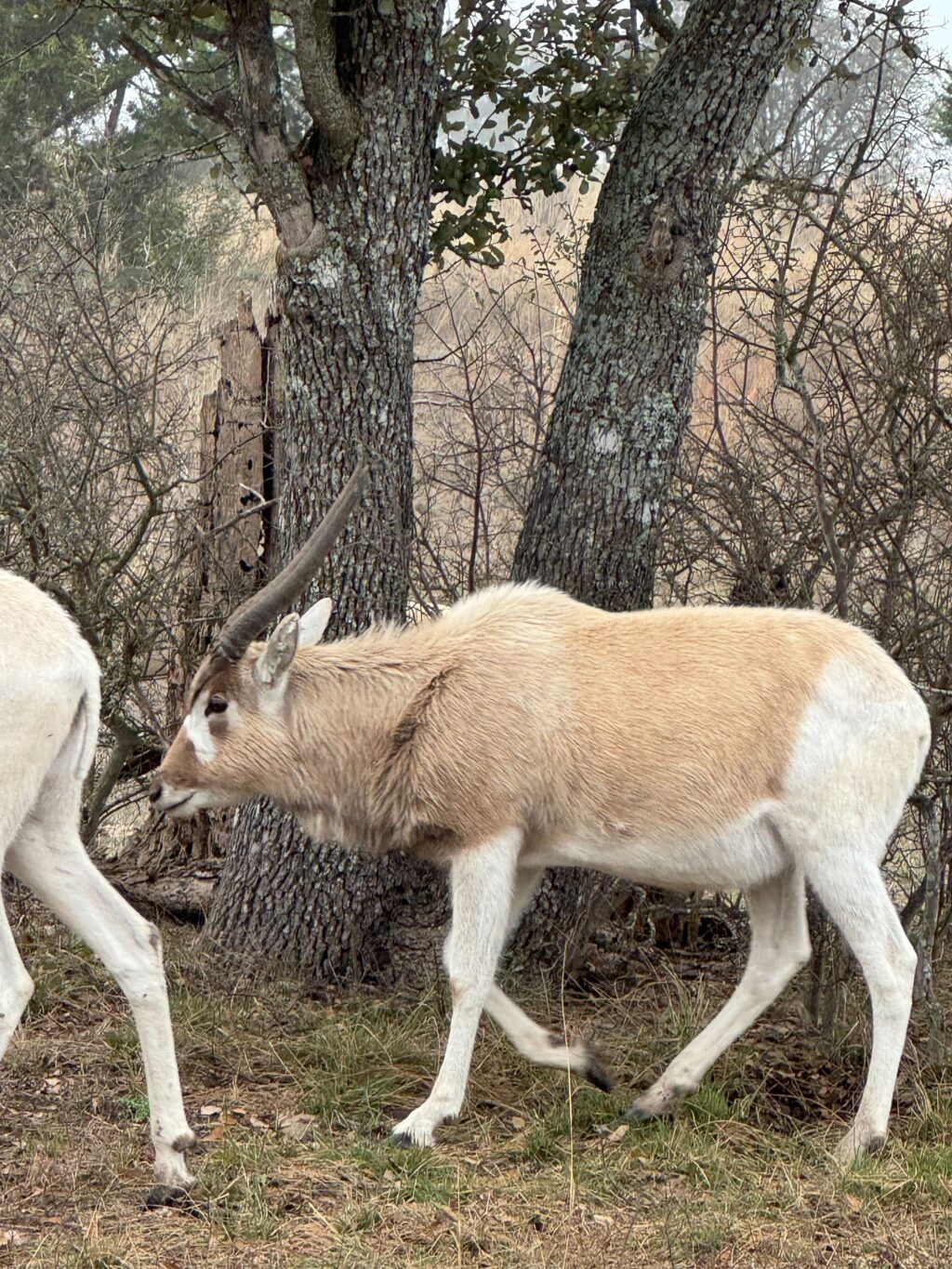 Addax Yearling Bull 1.0  – Born June 2024