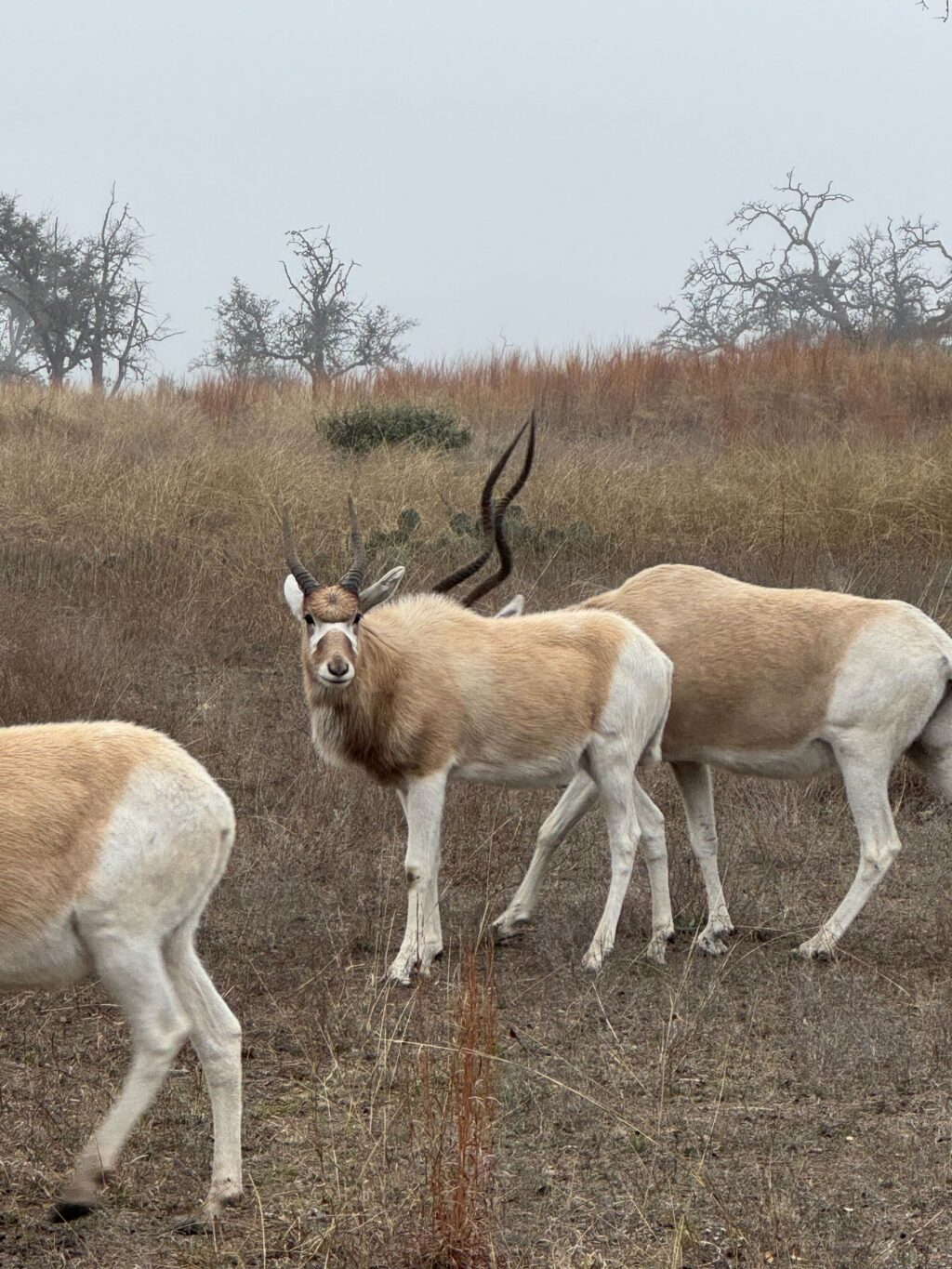 Addax Yearling Bull 1.0  – Born July 2024