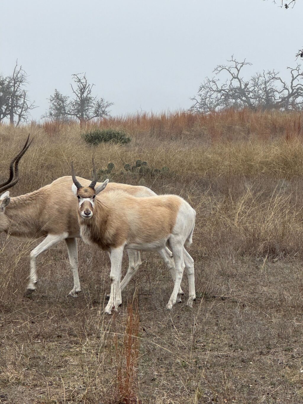 Addax Yearling Bull 1.0  – Born July 2024