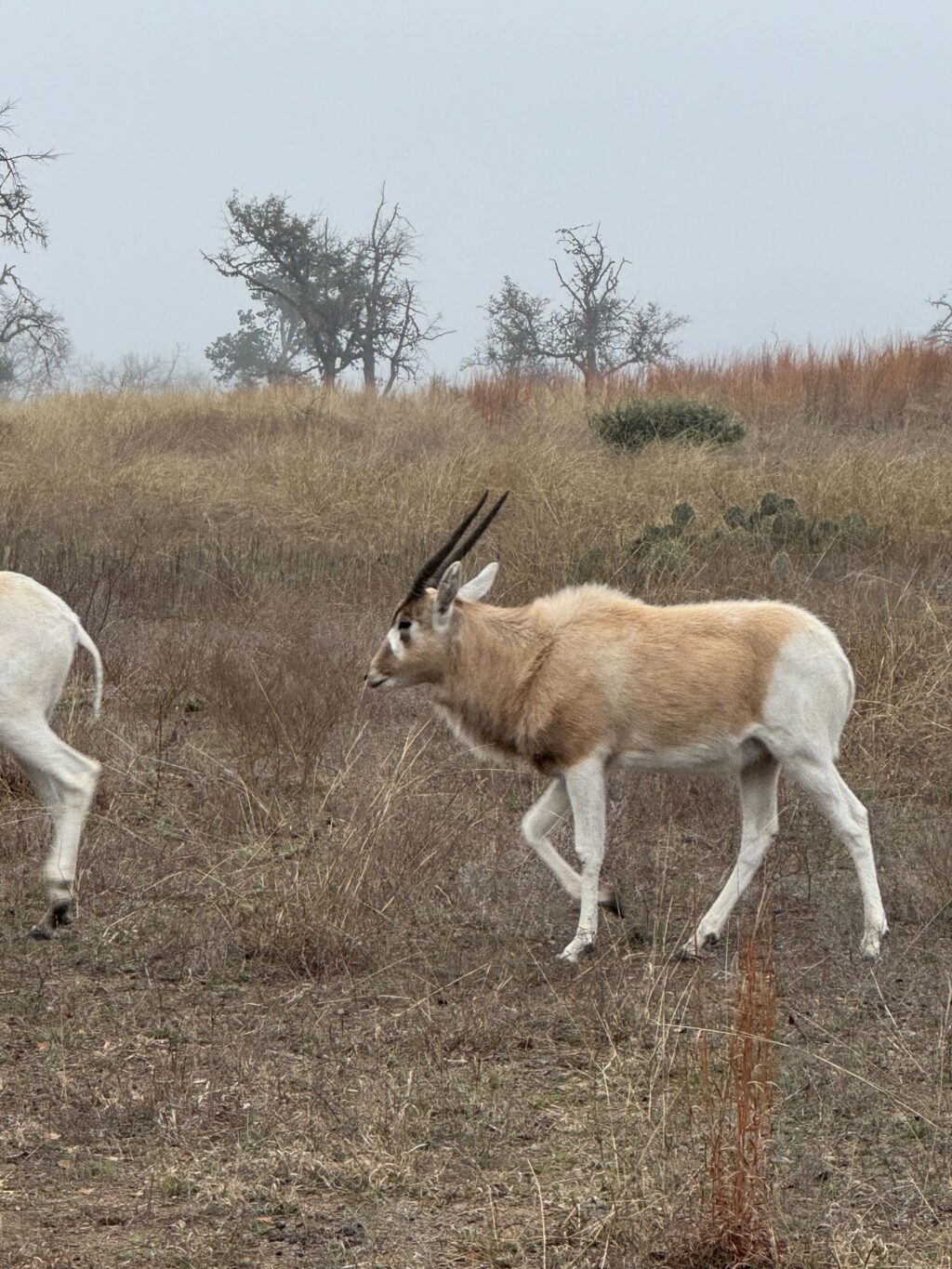 Addax Yearling Bull 1.0  – Born July 2024