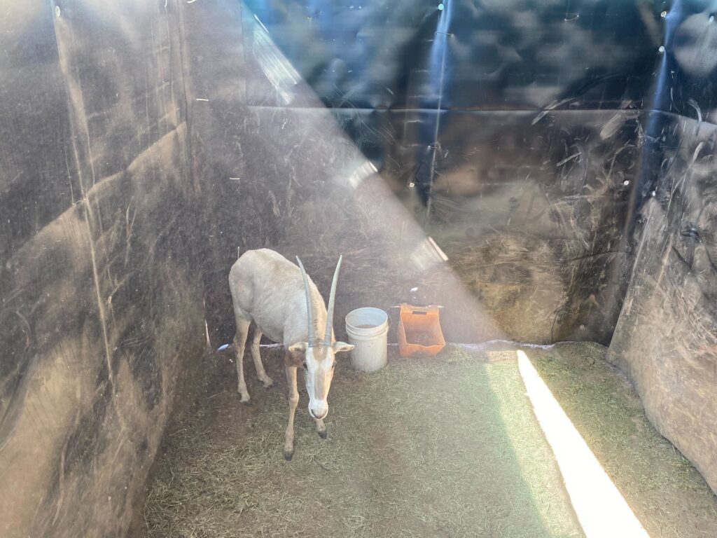 Scimitar Oryx Yearling Heifer 0.1