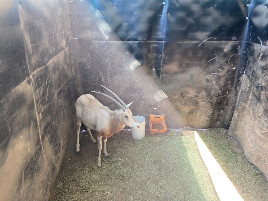 Scimitar Oryx Yearling Heifer 0.1