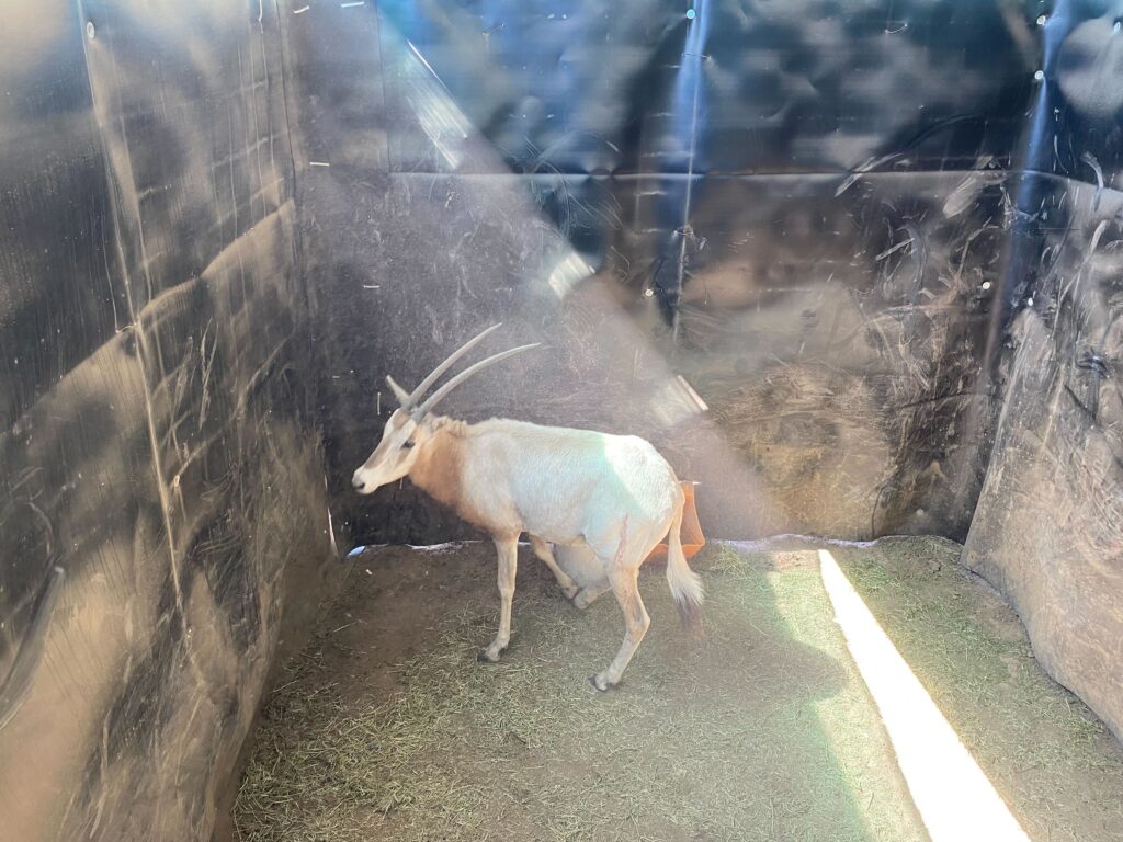 Scimitar Oryx Yearling Heifer 0.1