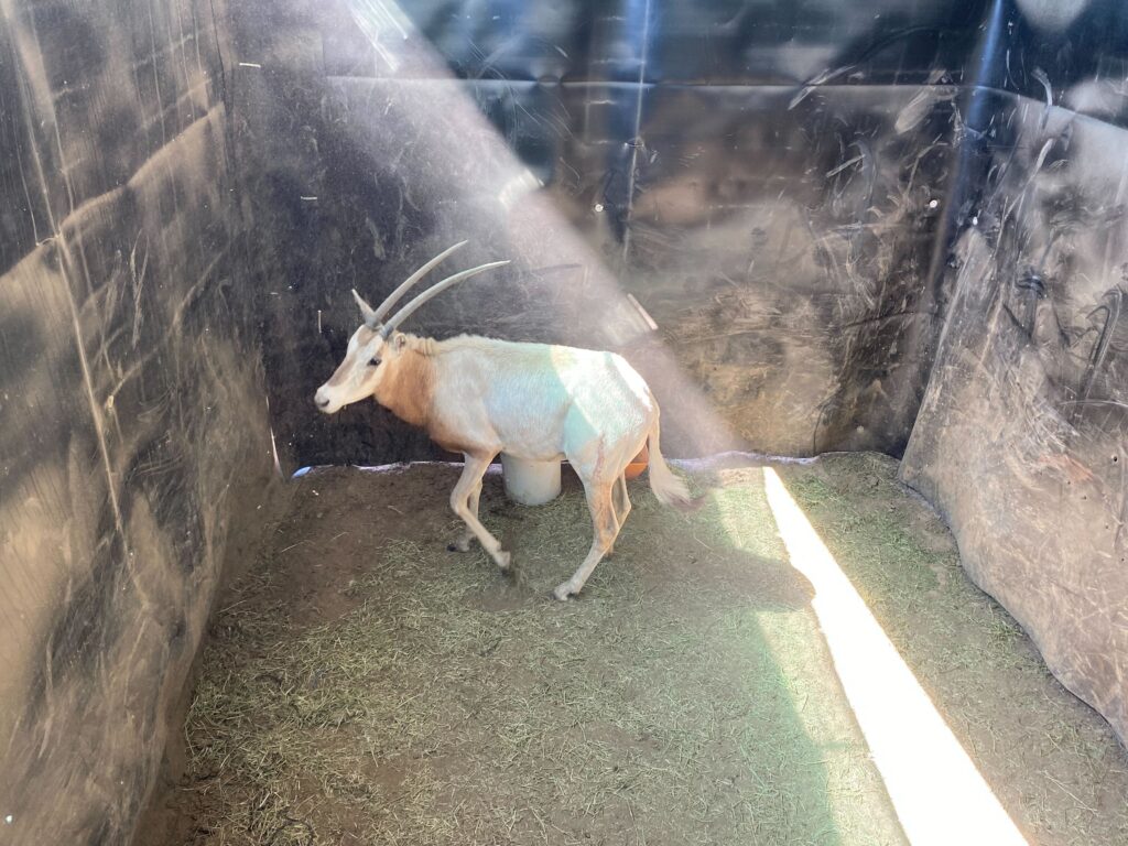 Scimitar Oryx Yearling Heifer 0.1