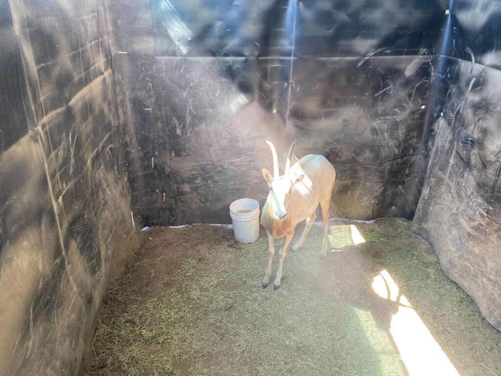 Scimitar Oryx Yearling Heifer 0.1