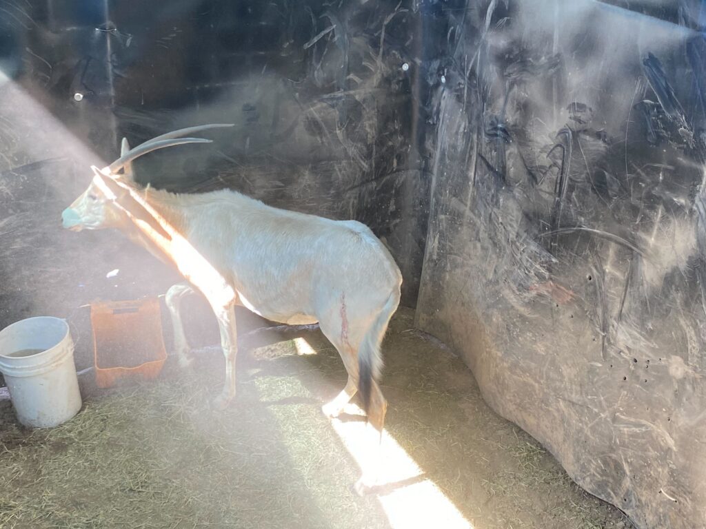 Scimitar Oryx Yearling Heifer 0.1