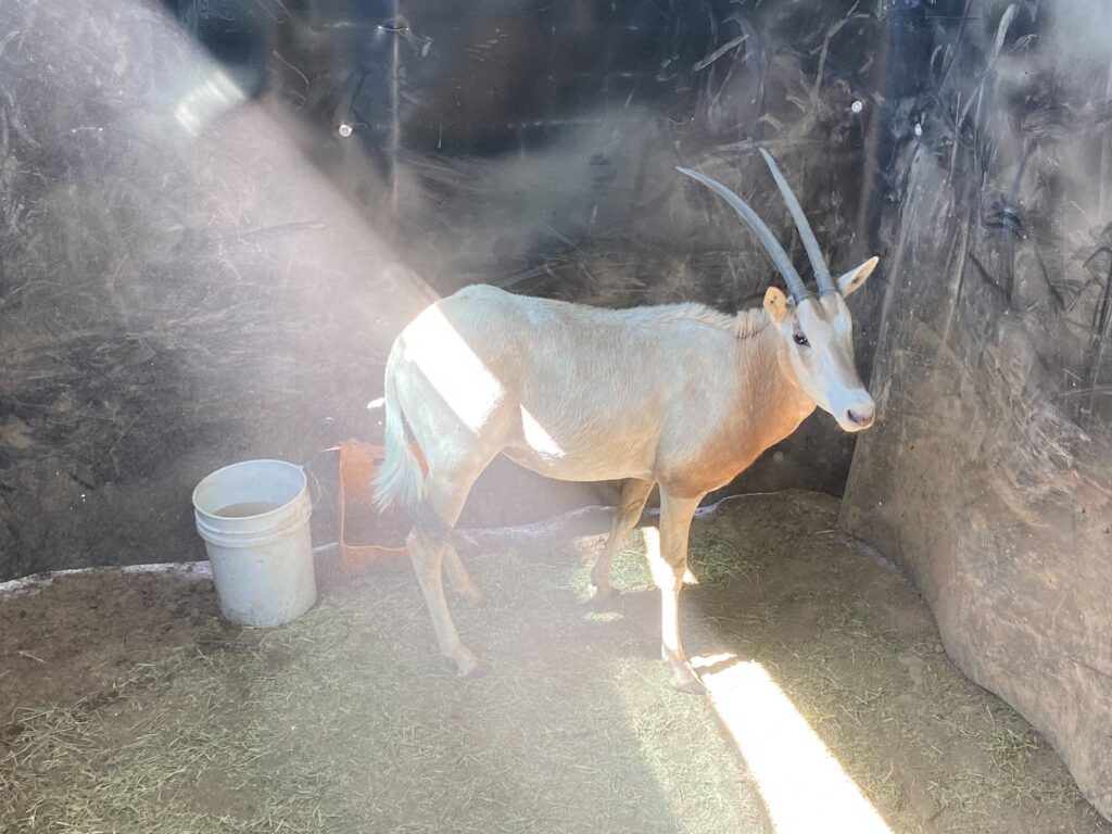 Scimitar Oryx Yearling Heifer 0.1