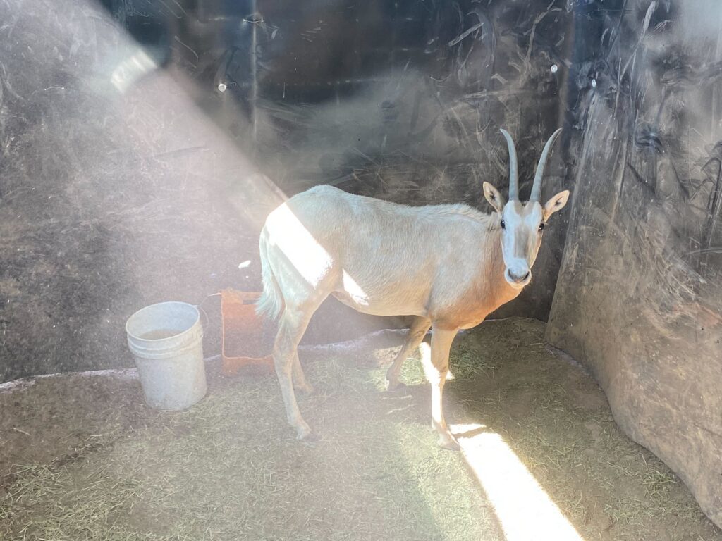Scimitar Oryx Yearling Heifer 0.1