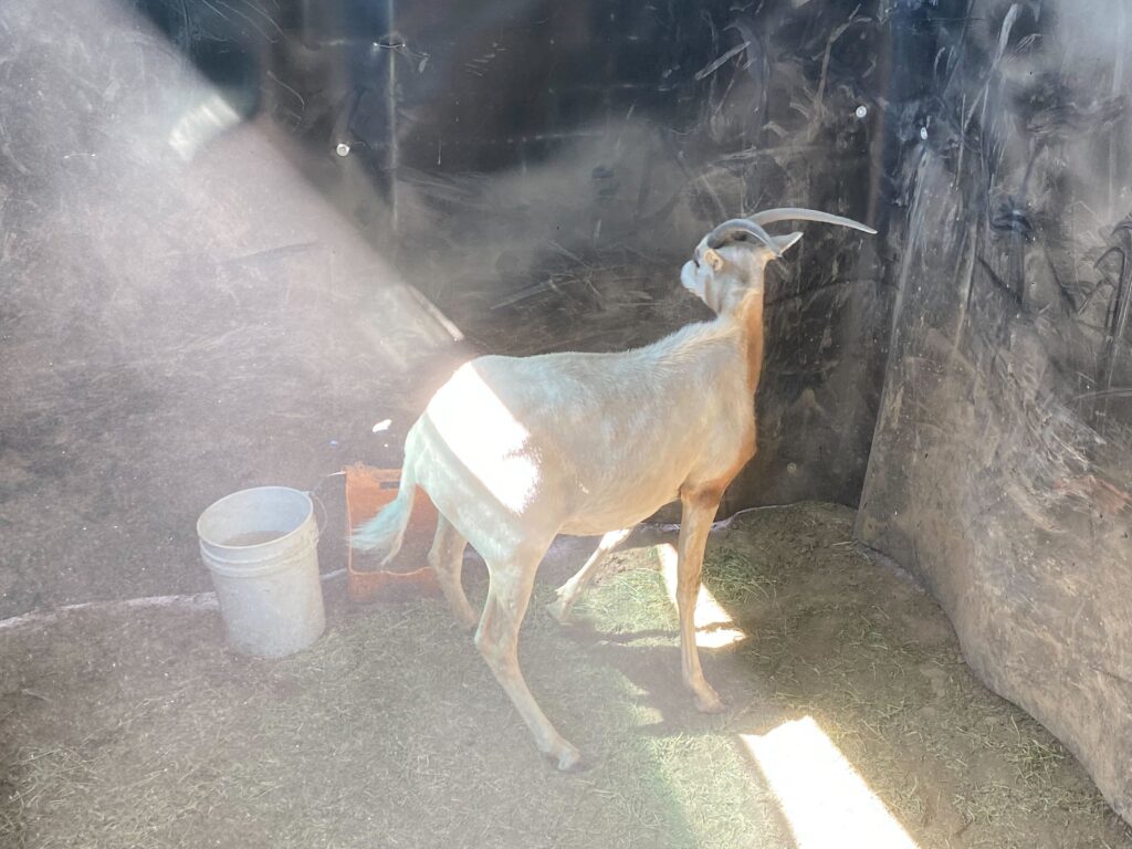 Scimitar Oryx Yearling Heifer 0.1