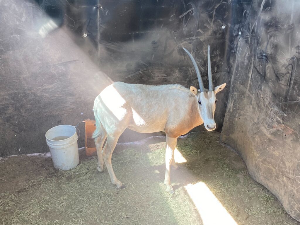 Scimitar Oryx Yearling Heifer 0.1