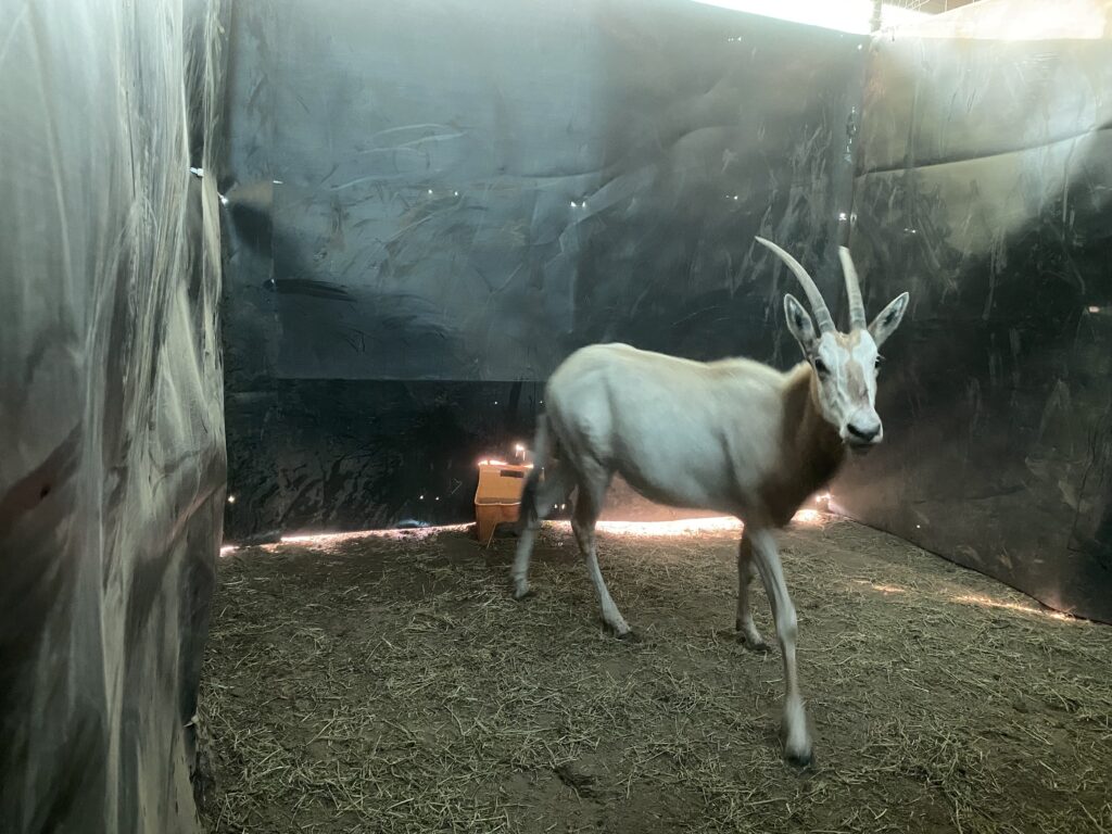 Lot 1: Scimitar Oryx Yearling Heifer 0.1
