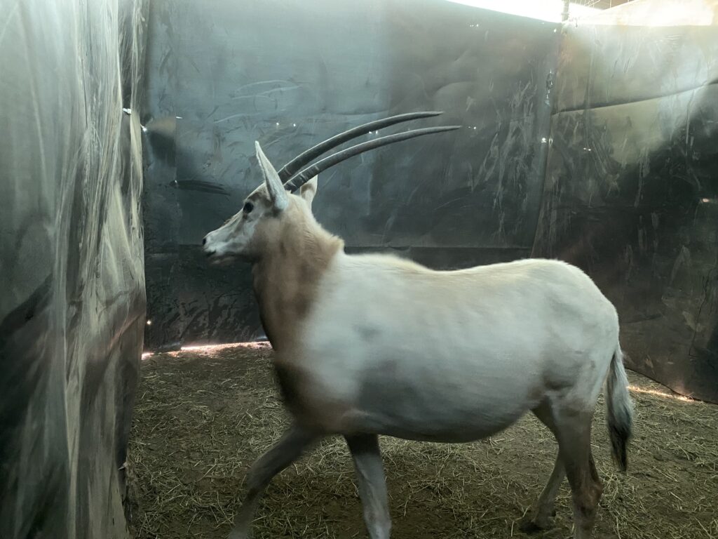 Lot 1: Scimitar Oryx Yearling Heifer 0.1