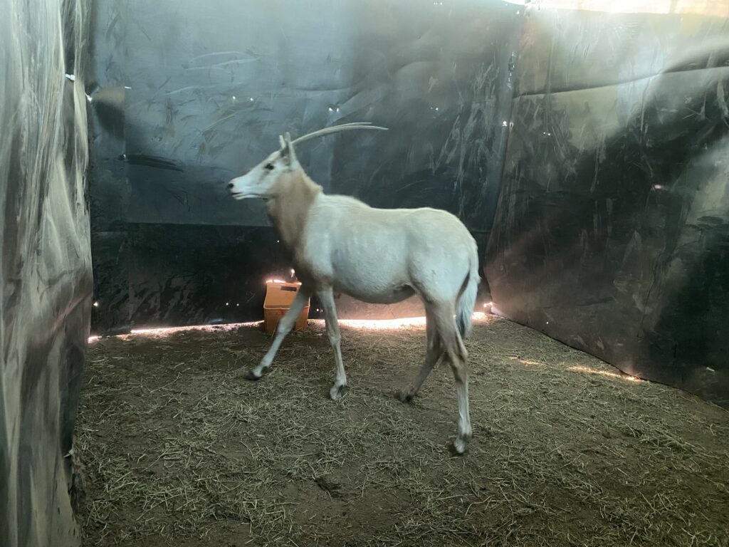 Lot 1: Scimitar Oryx Yearling Heifer 0.1