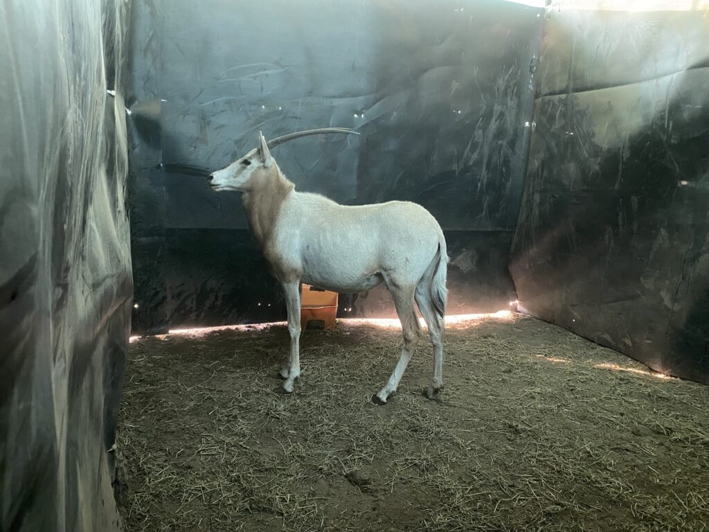 Lot 1: Scimitar Oryx Yearling Heifer 0.1