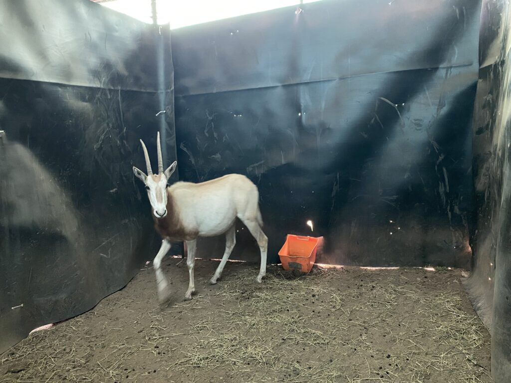 Lot 2: Scimitar Oryx Yearling Heifer 0.1
