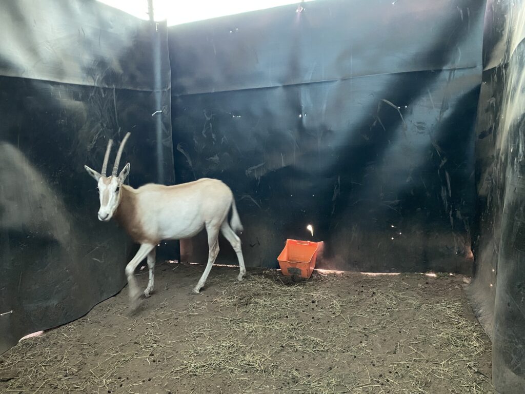 Lot 2: Scimitar Oryx Yearling Heifer 0.1