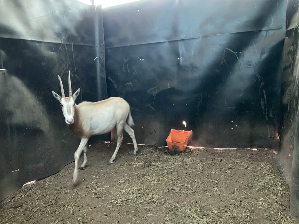 Lot 2: Scimitar Oryx Yearling Heifer 0.1