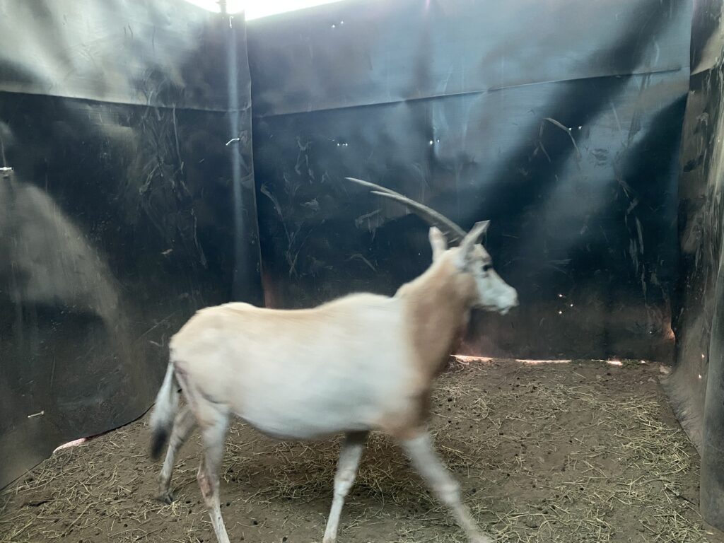 Lot 2: Scimitar Oryx Yearling Heifer 0.1