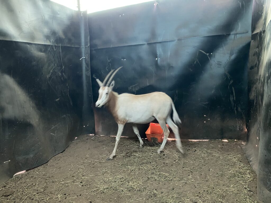 Lot 2: Scimitar Oryx Yearling Heifer 0.1
