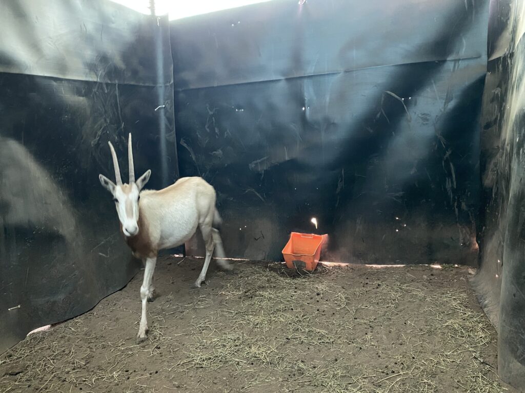 Lot 2: Scimitar Oryx Yearling Heifer 0.1
