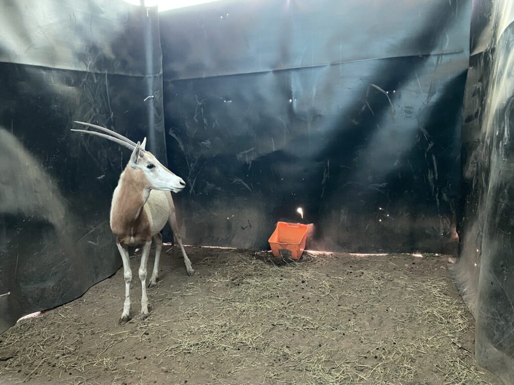 Lot 2: Scimitar Oryx Yearling Heifer 0.1