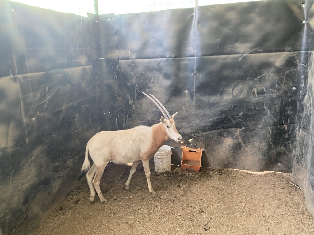 Lot 3: Scimitar Oryx Yearling Heifer 0.1