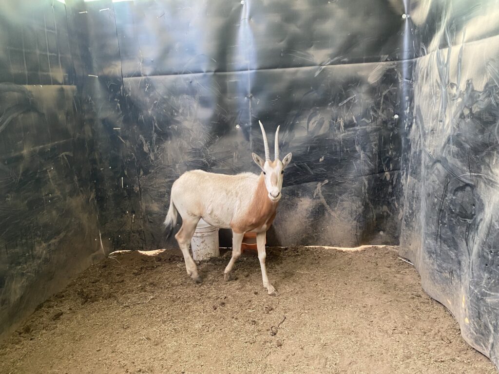 Lot 3: Scimitar Oryx Yearling Heifer 0.1