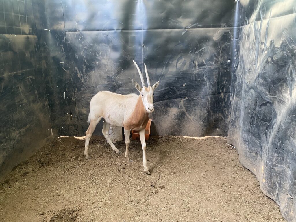 Lot 3: Scimitar Oryx Yearling Heifer 0.1