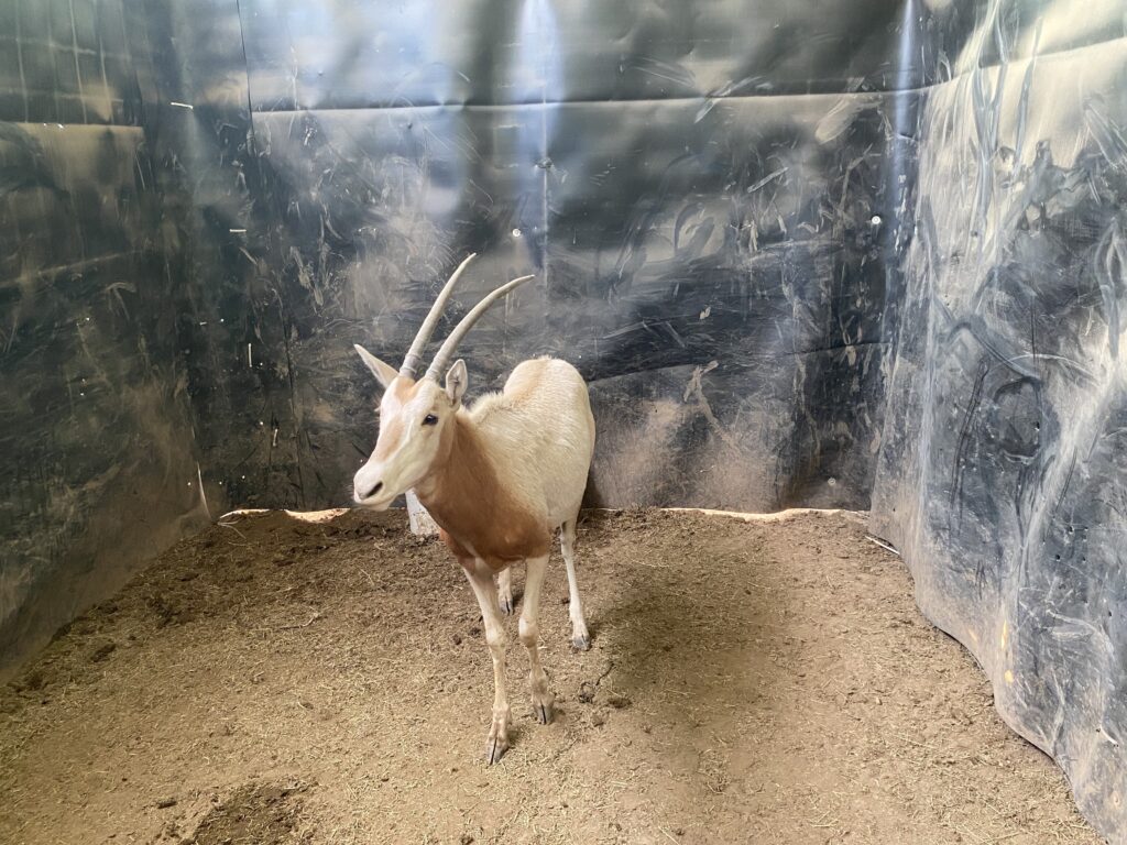Lot 3: Scimitar Oryx Yearling Heifer 0.1