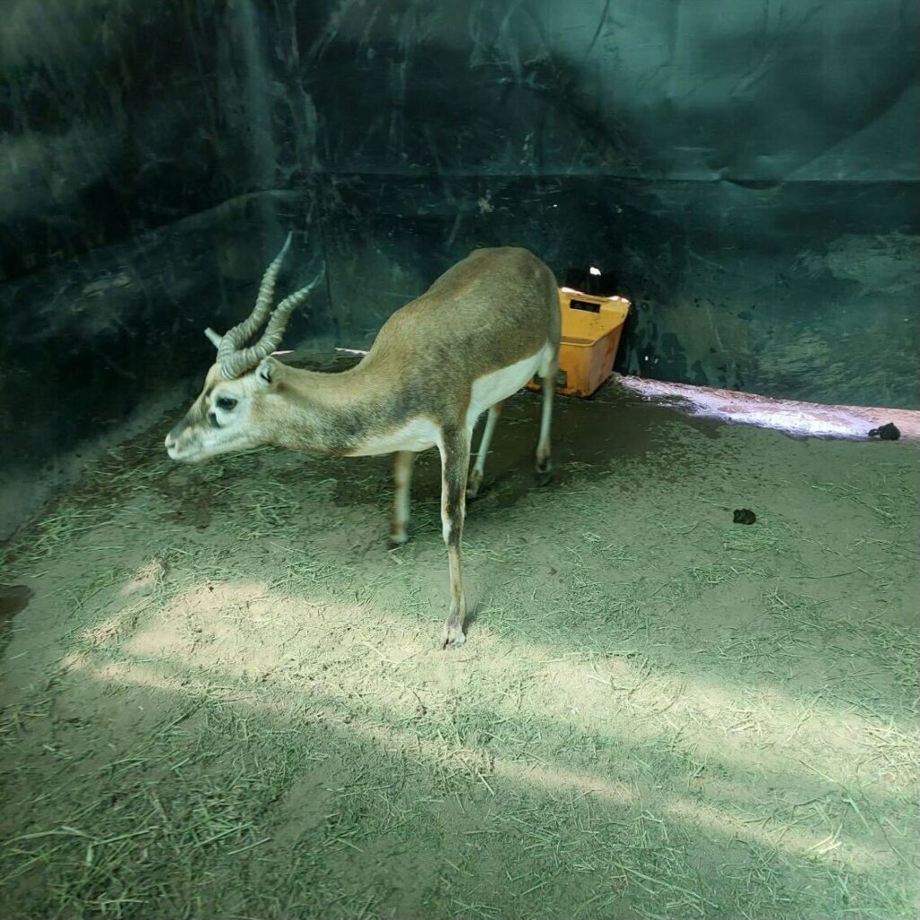 Lot 4 – 1.0 Blackbuck – Young Buck