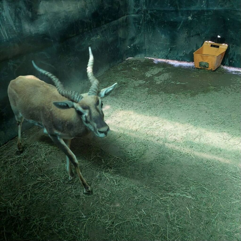 Lot 4 – 1.0 Blackbuck – Young Buck