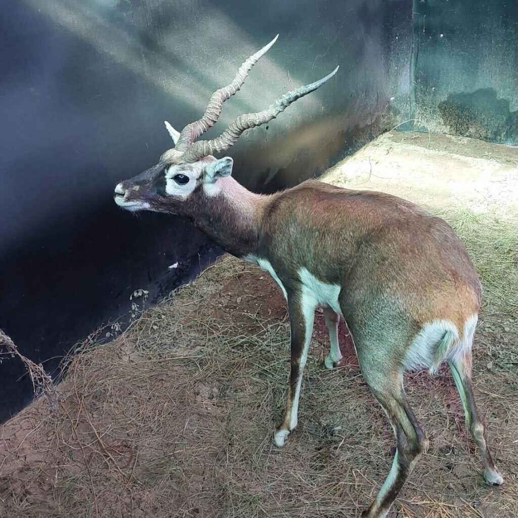 Lot 2 – 1.0 Blackbuck – Mature Buck