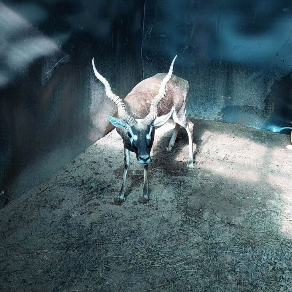 Lot 3 – 1.0 Blackbuck – Young Buck
