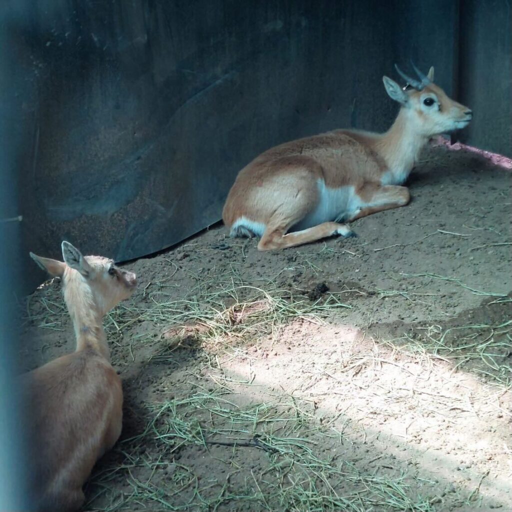 Lot 5 – 1.1 Blackbuck – Stocker Pair