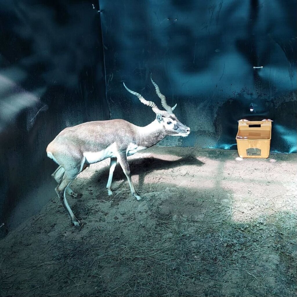 Lot 3 – 1.0 Blackbuck – Young Buck