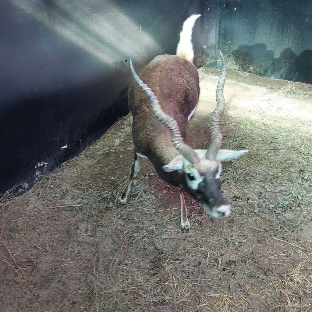 Lot 2 – 1.0 Blackbuck – Mature Buck