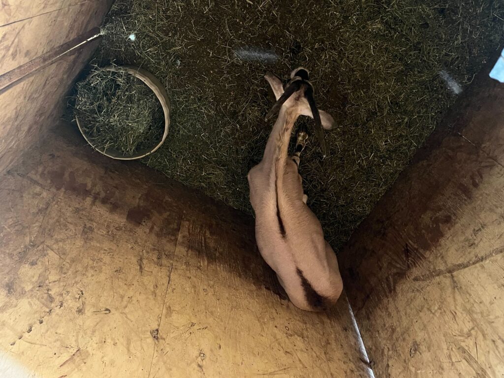 Gemsbok Yearling Heifer 0.1